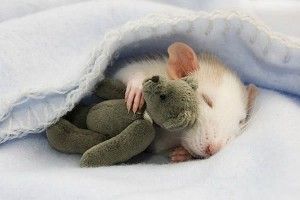 dormir-placidamente